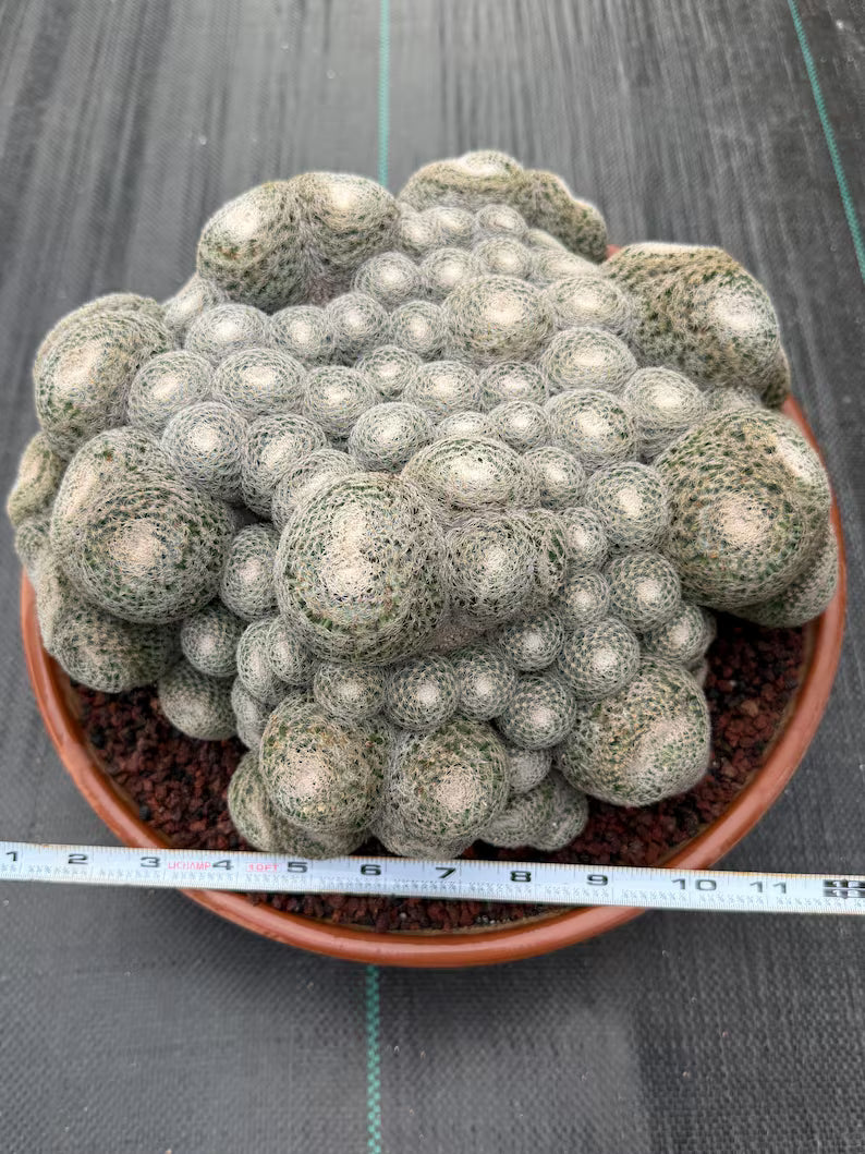 Mammillaria Perbella Monster Cluster Live Cactus
