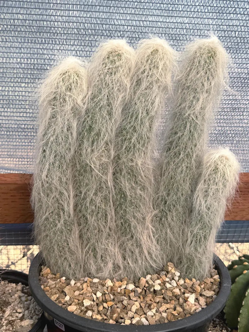 Large Cephalocereus Senilis Old Man Cactus – 5 Head Specimen