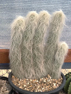 Large Cephalocereus Senilis Old Man Cactus – 5 Head Specimen
