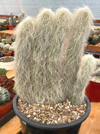 Large Cephalocereus Senilis Old Man Cactus – 5 Head Specimen