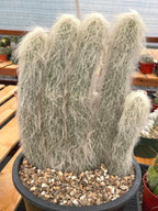 Large Cephalocereus Senilis Old Man Cactus – 5 Head Specimen