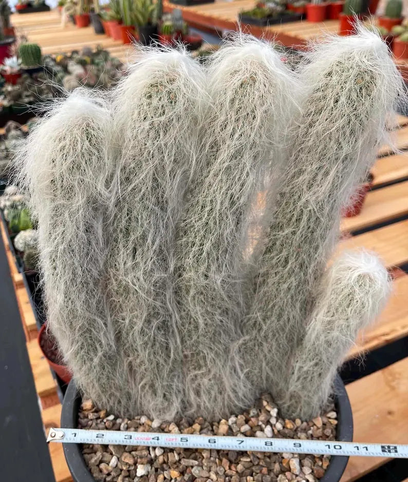 Large Cephalocereus Senilis Old Man Cactus – 5 Head Specimen