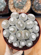 Mammillaria Perbella Cluster Live Cactus #185