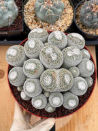 Mammillaria Perbella Cluster Live Cactus #185