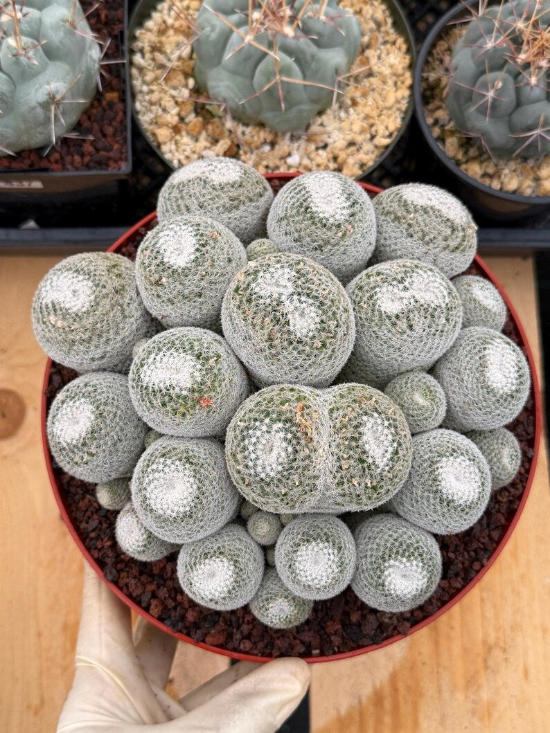 Mammillaria Perbella Cluster Live Cactus #185