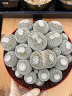 Mammillaria Perbella Cluster Live Cactus #185