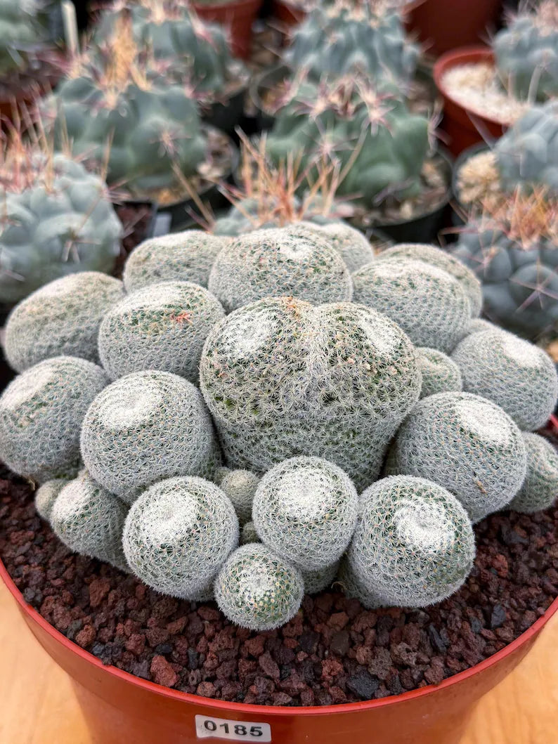 Mammillaria Perbella Cluster Live Cactus #185
