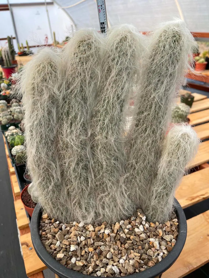 Large Cephalocereus Senilis Old Man Cactus – 5 Head Specimen