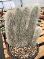 Large Cephalocereus Senilis Old Man Cactus – 5 Head Specimen