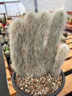 Large Cephalocereus Senilis Old Man Cactus – 5 Head Specimen