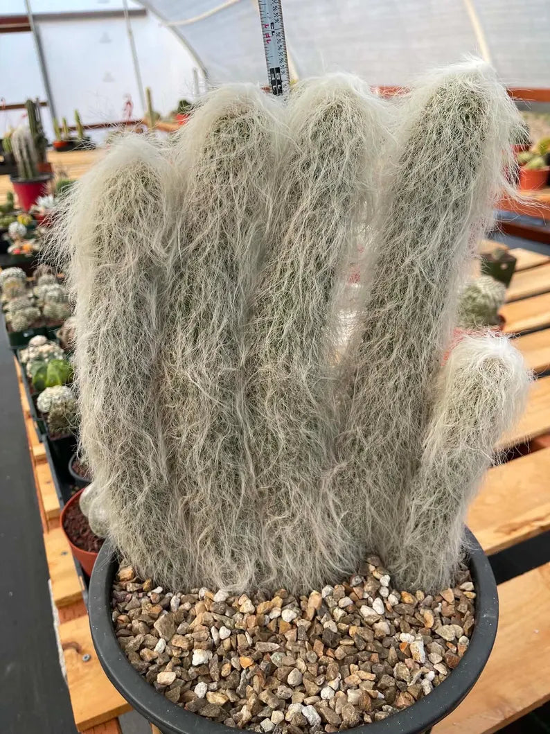 Large Cephalocereus Senilis Old Man Cactus – 5 Head Specimen