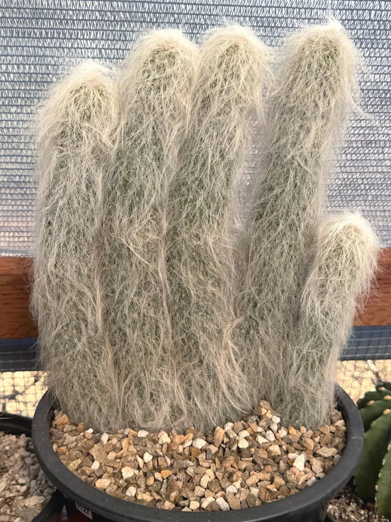 Large Cephalocereus Senilis Old Man Cactus – 5 Head Specimen