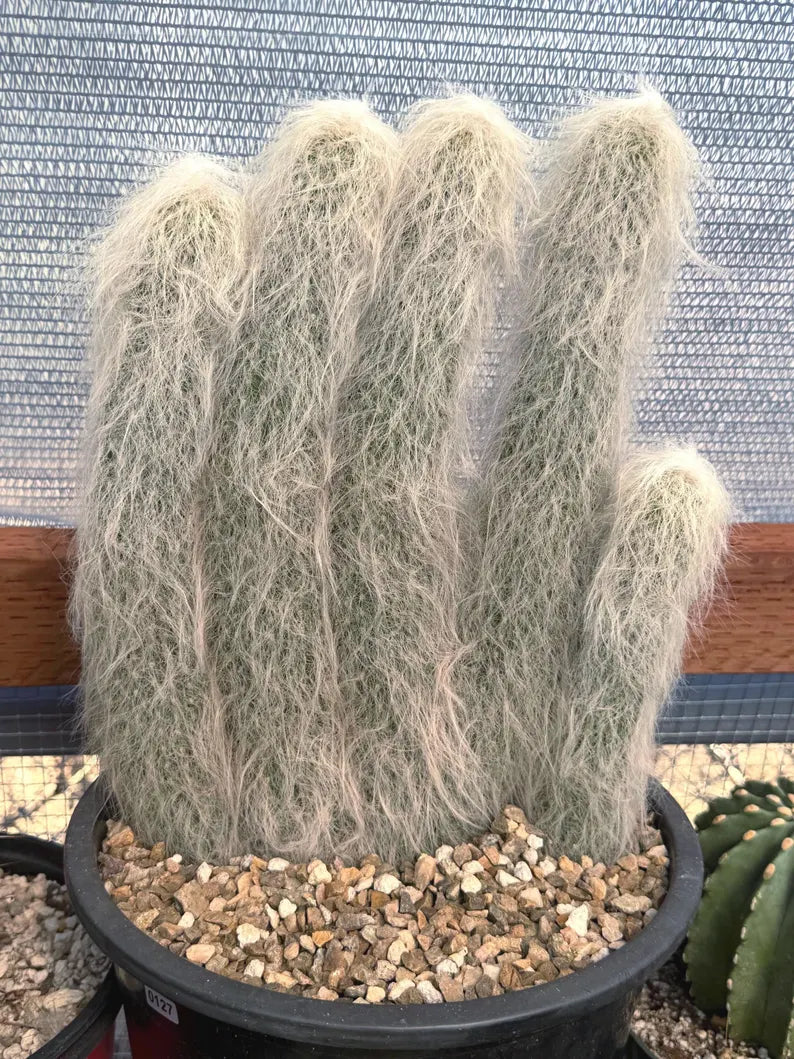 Large Cephalocereus Senilis Old Man Cactus – 5 Head Specimen
