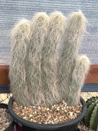 Large Cephalocereus Senilis Old Man Cactus – 5 Head Specimen