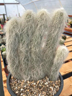 Large Cephalocereus Senilis Old Man Cactus – 5 Head Specimen