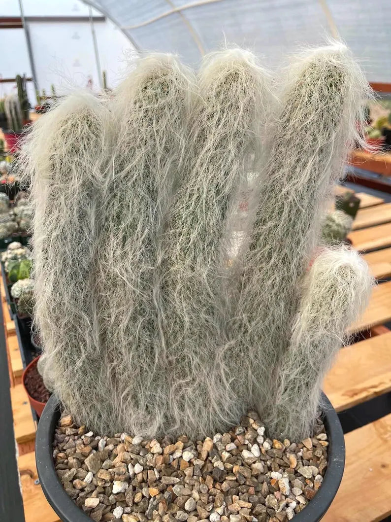 Large Cephalocereus Senilis Old Man Cactus – 5 Head Specimen