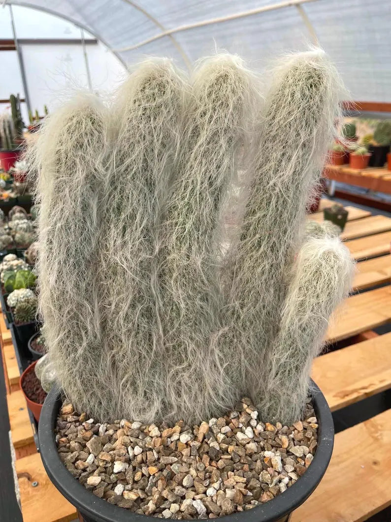 Large Cephalocereus Senilis Old Man Cactus – 5 Head Specimen