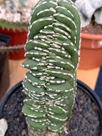 Crested Mexican Fence Post Cactus – Rare Live Plant #447