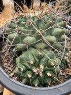 Thelocactus Rinconensis Cluster Live Cactus #462