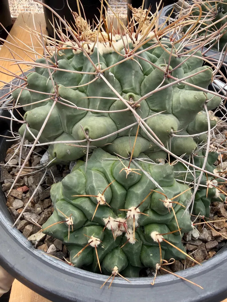 Thelocactus Rinconensis Cluster Live Cactus #462