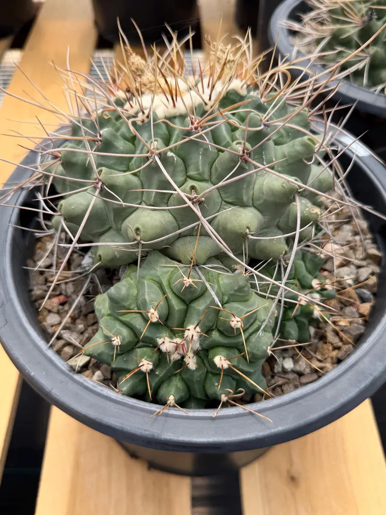 Thelocactus Rinconensis Cluster Live Cactus #462