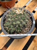 Thelocactus Rinconensis Cluster Live Cactus #462