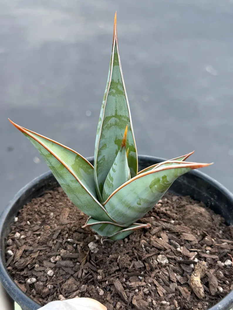 Sansevieria Pinguicula Rooted Offset | Rare Walking Snake Plant
