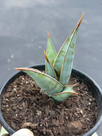 Sansevieria Pinguicula Rooted Offset | Rare Walking Snake Plant