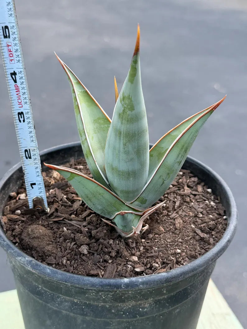 Sansevieria Pinguicula Rooted Offset | Rare Walking Snake Plant
