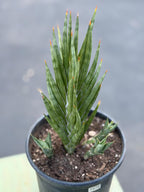 Sansevieria Francisii Live Plant | Rare Spiral Snake Plant with Pups #470