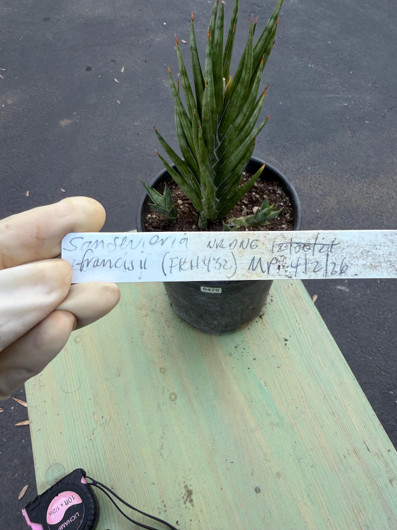 Sansevieria Francisii Live Plant | Rare Spiral Snake Plant with Pups #470