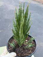 Sansevieria Francisii Live Plant | Rare Spiral Snake Plant with Pups #470