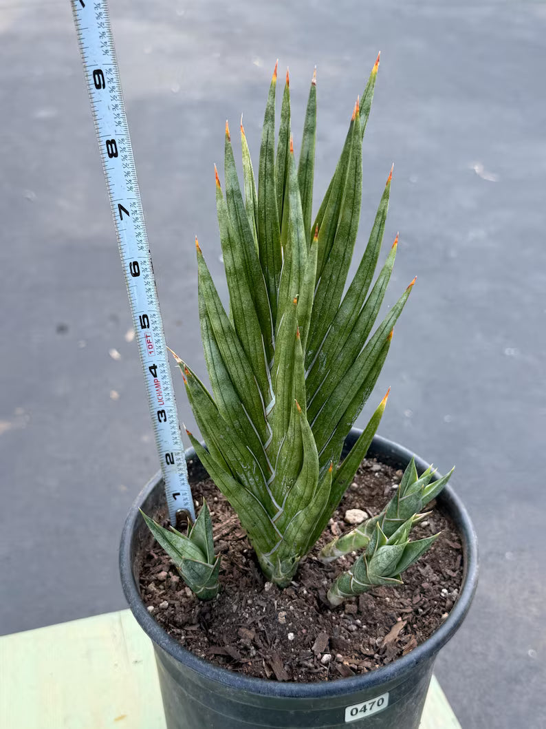 Sansevieria Francisii Live Plant | Rare Spiral Snake Plant with Pups #470