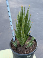 Sansevieria Francisii Live Plant | Rare Spiral Snake Plant with Pups #470