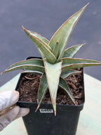 Sansevieria Lavranos 23251 Live Plant | Rare Collector Snake Plant #466