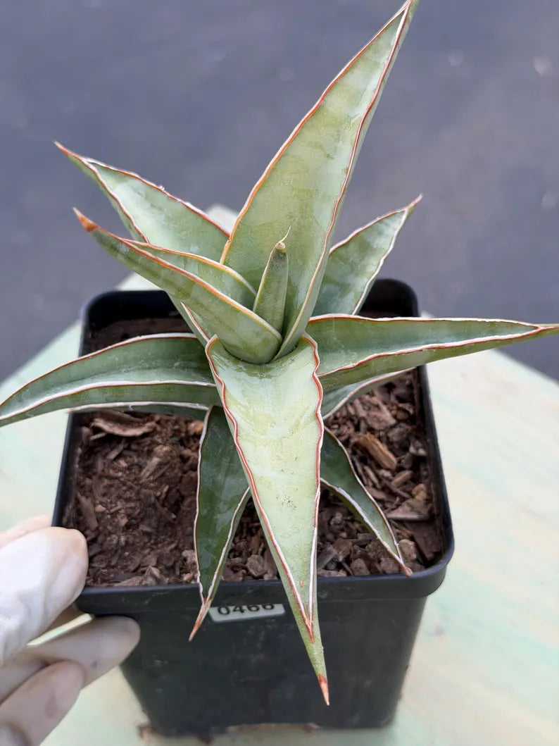 Sansevieria Lavranos 23251 Live Plant | Rare Collector Snake Plant #466