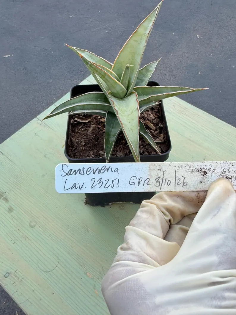 Sansevieria Lavranos 23251 Live Plant | Rare Collector Snake Plant #466