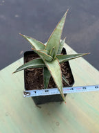 Sansevieria Lavranos 23251 Live Plant | Rare Collector Snake Plant #466