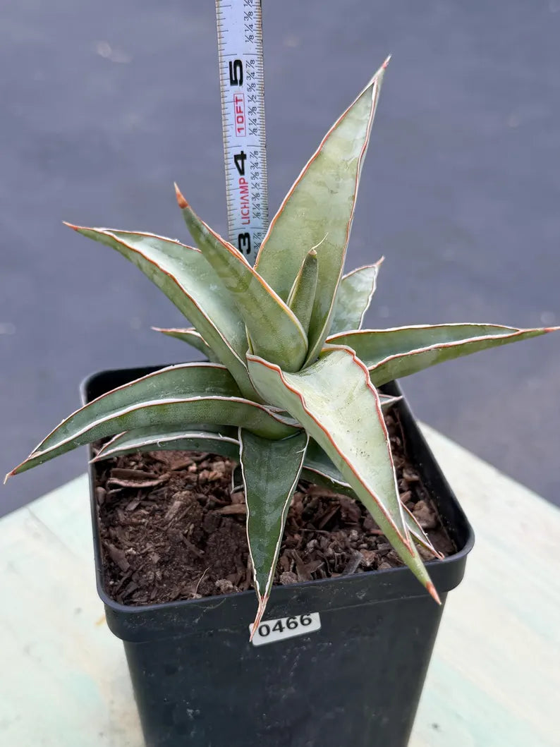 Sansevieria Lavranos 23251 Live Plant | Rare Collector Snake Plant #466