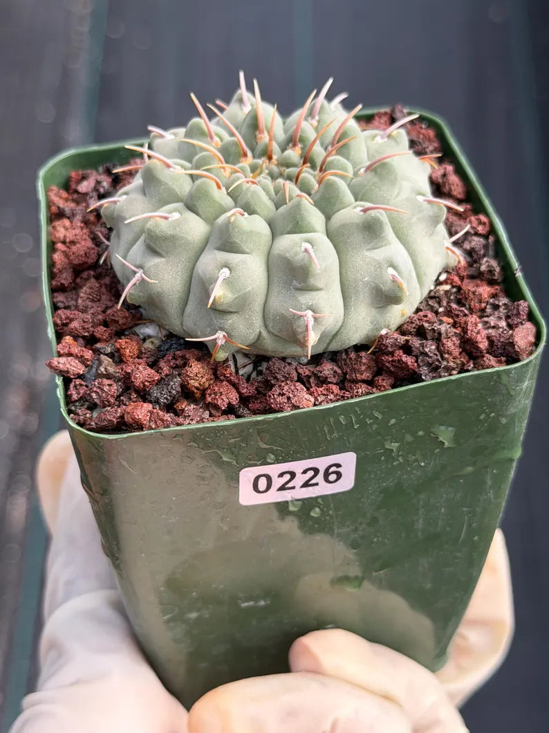 Gymnocalycium Vaterii Single Spines Live Cactus | Rare Seed Grown Plant #226