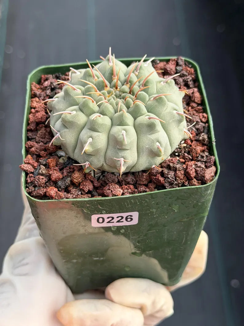Gymnocalycium Vaterii Single Spines Live Cactus | Rare Seed Grown Plant #226