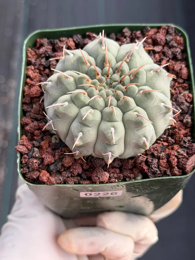 Gymnocalycium Vaterii Single Spines Live Cactus | Rare Seed Grown Plant #226