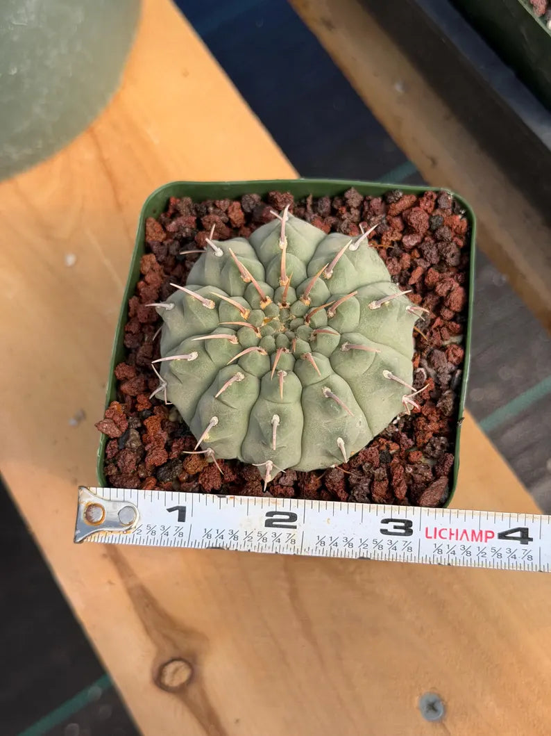 Gymnocalycium Vaterii Single Spines Live Cactus | Rare Seed Grown Plant #226