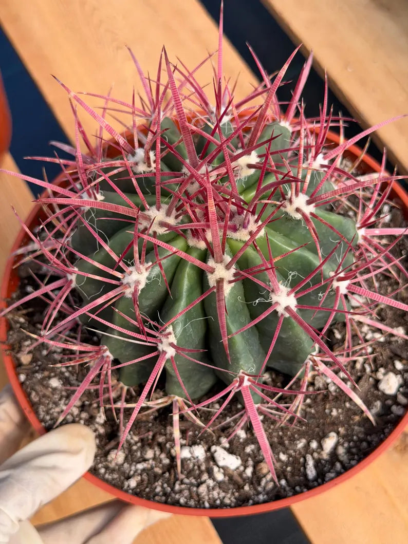Ferocactus Gracilis Red Spine Barrel Cactus | Rare Live Cactus Plant #512