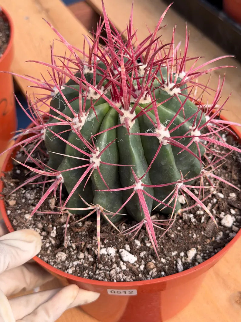 Ferocactus Gracilis Red Spine Barrel Cactus | Rare Live Cactus Plant #512
