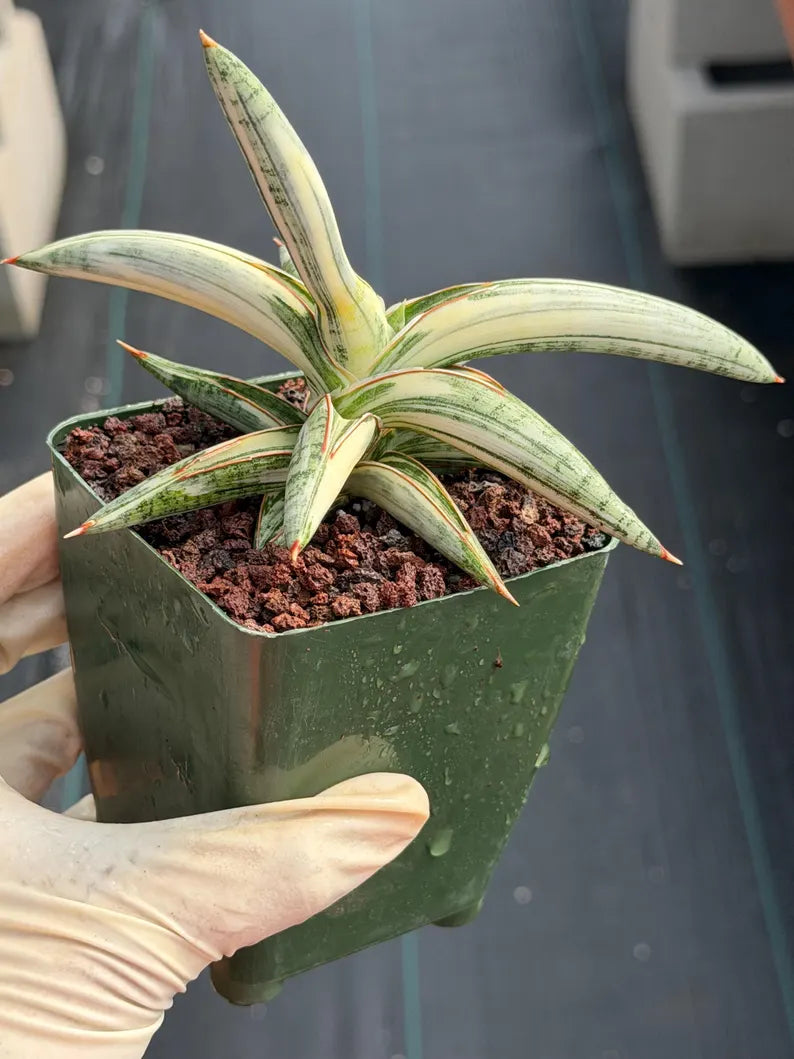 Variegated Sansevieria Blue Clone White Variegation Live Snake Plant #895
