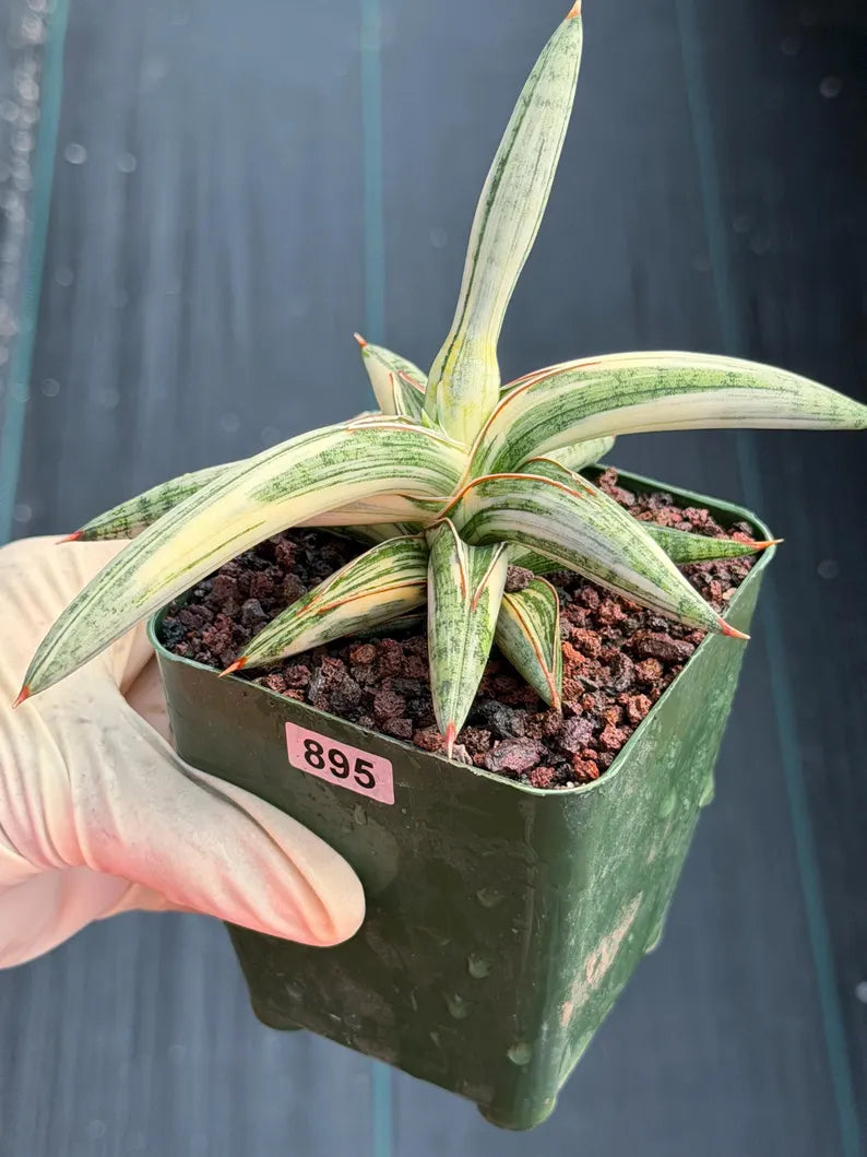 Variegated Sansevieria Blue Clone White Variegation Live Snake Plant #895