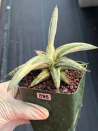 Variegated Sansevieria Blue Clone White Variegation Live Snake Plant #895