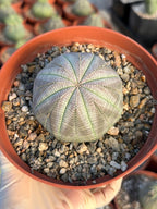 Large Euphorbia Obesa Live Succulent | Rare Seed Grown Baseball Plant #484