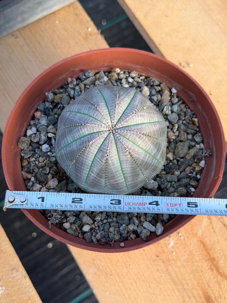 Large Euphorbia Obesa Live Succulent | Rare Seed Grown Baseball Plant #484